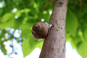 Snail climbing tree © Ognjen