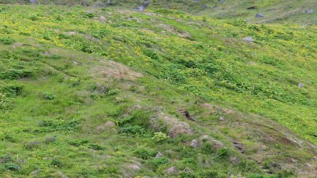 Arctic fox vixen hunting for food in the West Fjords of Iceland