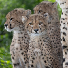 Cheetah cubs look towards camera.  © Kevin