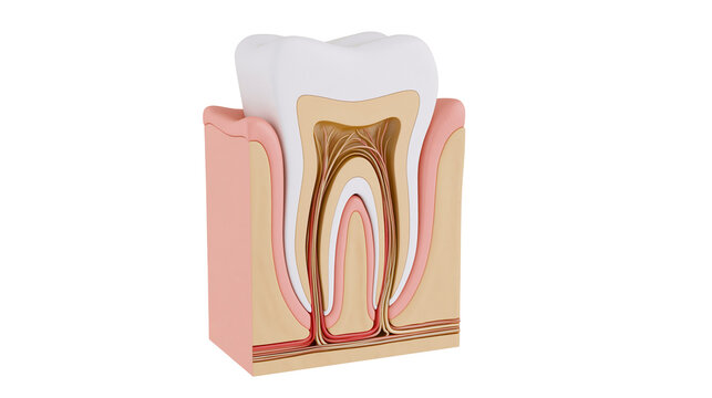 Detailed cross-section of a human tooth showing enamel dentin pulp and roots, isolated on transparent background