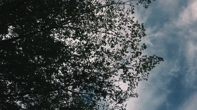 Looking up at delicate branches of a tall tree with drifting clouds in the background
