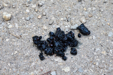 Fototapeta premium Wild animal scat with berry seeds on a dirt path near Birkensee, Bavaria, Germany. Closeup of predator droppings with undigested fruit on a gravel road. Concept of wildlife tracking and biology.