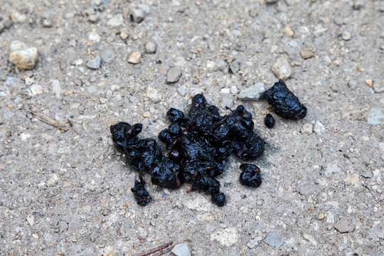 Wild animal scat with berry seeds on a dirt path near Birkensee, Bavaria, Germany. Closeup of predator droppings with undigested fruit on a gravel road. Concept of wildlife tracking and biology.