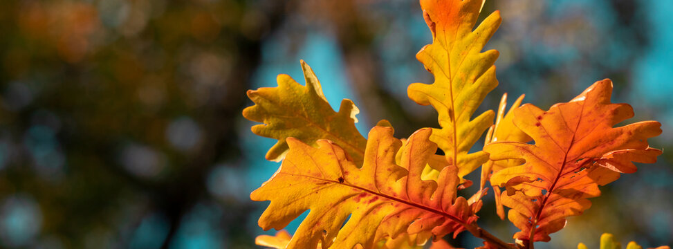 Close-up of golden oak leaf in autumn sunlight with warm fall colors and soft bokeh