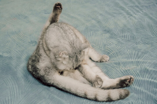 Cat sits grooming itself on a bed in a cozy indoor space during day.  cleans itself. cat stretches its legs while reaching for its fur. Sunlight comes through a window, adding warmth to scene.
