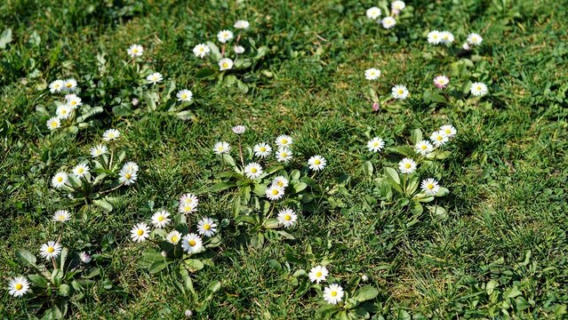White daisy flowers blooming in a lush green meadow during a sunny spring day
