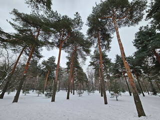 Snow covers ground beneath tall pine trees. Pines stand tall with brown trunks and green needles. Winter sky looms over silent, snowy forest floor. Trees form natural canopy with soft, even light © Pavel Losevsky