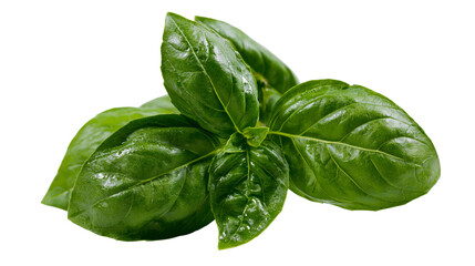 Fototapeta premium Fresh green basil leaves with water droplets, isolated on transparent background