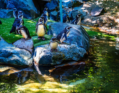 Tacoma Zoo Penguines