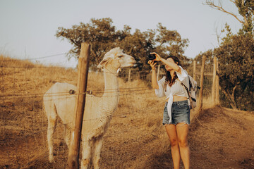 A woman stands near an alpaca in a valley in Alentejo, Portugal. She is taking pictures of the animal on a sunny autumn day. The area is dry from a drought. © SValeriia