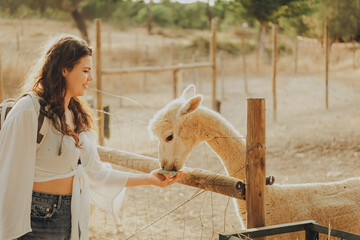 Woman stands near a fence and offers food to an alpaca at a rehabilitation center in Alentejo, Portugal. It is an autumn day with sun shining in the valley. © SValeriia