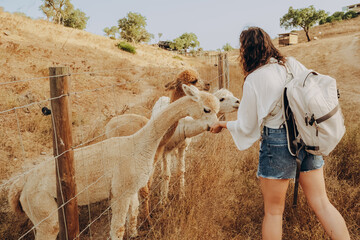 A person approaches alpacas at a farm in Grandola, Alentejo. The animals interact with the visitor as they enjoy a warm autumn day and engage in a conservation effort. © SValeriia