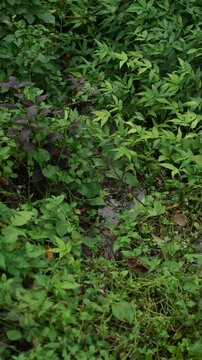 Small stream flowing through a beautiful natural forest. A vital freshwater source that supports biodiversity and healthy ecosystems while highlighting water conservation and a sustainable future.
