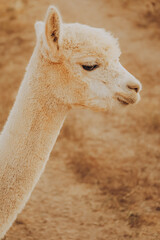 Naklejka premium A llama looks towards the path on a sunny autumn day in Alentejo, Portugal. The animal is at a rehabilitation center aimed at conserving nature and supporting local wildlife.