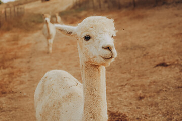 Naklejka premium Alpacas are seen on a farm in the sunny valley of Alentejo, Portugal. The animals are playing and enjoying the warm autumn day, while the scenery shows signs of drought.