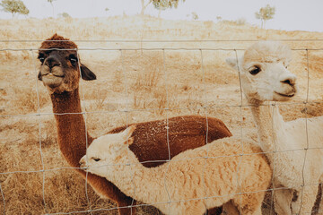 Naklejka premium Three alpacas stand together on a sunny autumn day at a rehabilitation center in Alentejo, Portugal, surrounded by dry grass and a fence