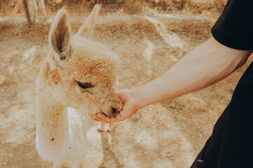 An alpaca interacts with a visitor by eating from their hand at a rehabilitation center in Alentejo, Portugal. It is a sunny autumn day in the valley. © SValeriia
