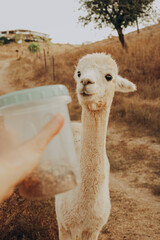 Naklejka premium Cute alpaca looks toward person with feeding container during sunny autumn day at rehabilitation center in Alentejo, Portugal