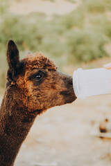 Naklejka premium An alpaca is drinking from a bottle. It is a sunny autumn day in a valley in Alentejo, Portugal. The animal is part of a conservation and research project focused on saving nature.