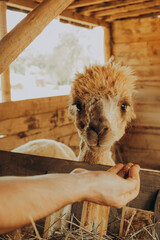 Naklejka premium An alpaca is standing in a wooden barn. A person is offering food to the alpaca. It is a sunny day in Alentejo, Portugal, and autumn colors fill the environment.