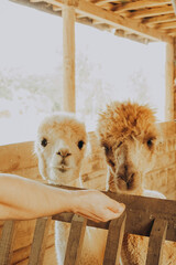 Naklejka premium Two cute alpacas stand close together in a barn, watching a person's hand reaching out. The warm sunlight fills the space as autumn colors show outside in Alentejo, Portugal.