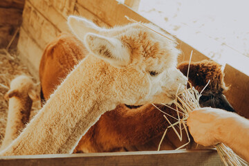 Naklejka premium Two alpacas are eating hay in a farm setting at a rehabilitation center located in Alentejo, Portugal. The sun shines on them while they enjoy their meal during autumn.