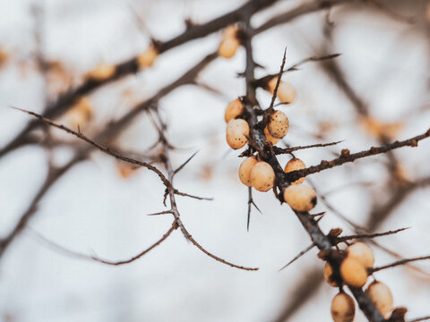 Sea buckthorn branch with orange berries and thorns close up in winter nature.