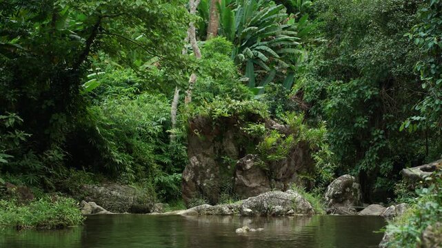 Clear stream flowing over small rocks in a lush forest. Freshwater sustains life and nature while highlighting water conservation biodiversity and environmental protection for a sustainable future.

