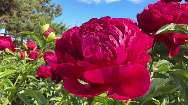Beautiful peonies flowers paeonia lactiflora