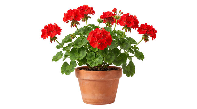 Red geranium flowers in a terracotta pot with green leaves isolated on png transparent background