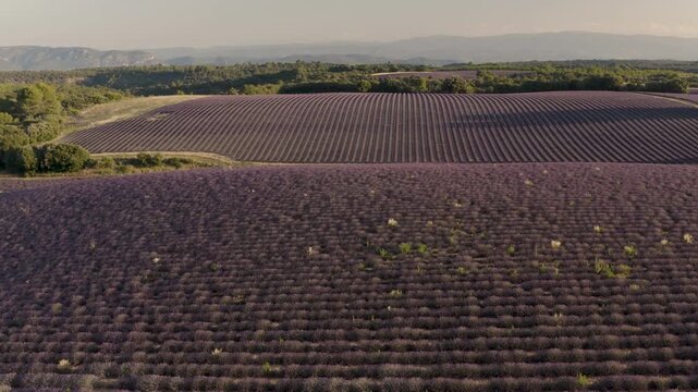 High angle drone shot panning across expansive purple lavender fields bathed in warm evening light