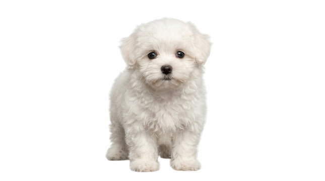Cute fluffy white bichon frise puppy standing and looking at camera with a sweet expression on its small face isolated on transparent background