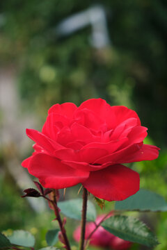 Vibrant red rose flower blooming in sunlight close up view with soft blurred green bokeh background.