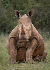 A young white Rhino sitting and showing off a big belly © Kevin