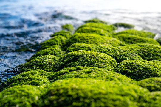 Vivid green seaweed covering wet rocks in the intertidal zone at Robin Hood&rsquo;s Bay on the North Yorkshire coast, photographed in bright early morning sunlight.