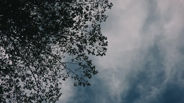 Looking up at delicate branches of a tall tree with drifting clouds in the background
