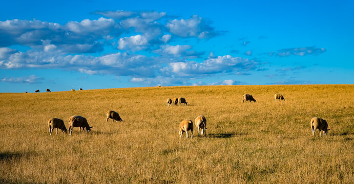 Sheep grazing across golden coastal grassland beneath a vivid blue sky and summer clouds at Flamborough Head on the Yorkshire coast, England.