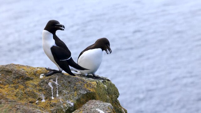 Razorbill birds sitting above a cliff in Iceland