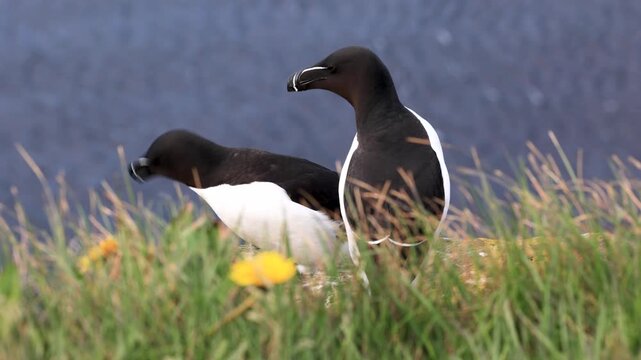Razorbill birds sitting above a cliff in Iceland