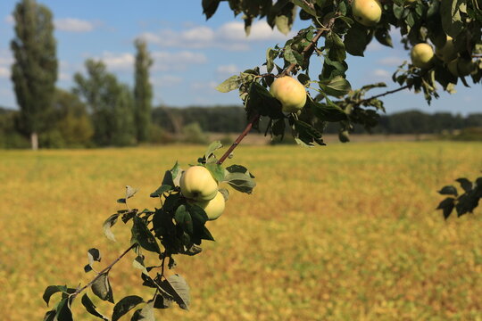 Close-up of small wild apples ripening on tree branches in an orchard during late summer