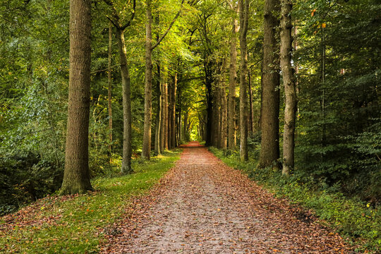 Dirt road in autumn forest. Long hiking trail perspective in nature with fall nature view, fallen leaves on groud. Horizontal photo landscape.