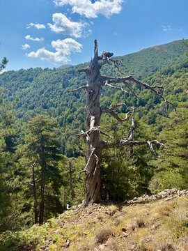 Paysage forestier sur le GR20 entre Vizzavona et Capannelle en Corse