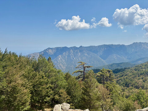 Paysage forestier sur le GR20 entre Vizzavona et Capannelle en Corse