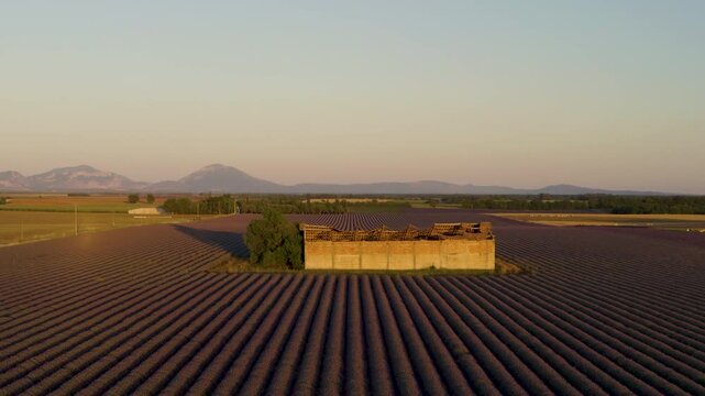 Drone view panning across lush lavender fields in full bloom toward a traditional French farm building at dusk