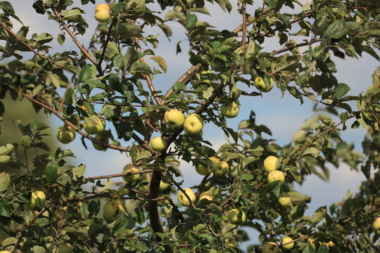 Close-up of small wild apples ripening on tree branches in an orchard during late summer