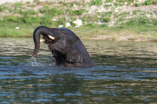 African elephant playing and drinking in the Chobe River in Chobe National Park