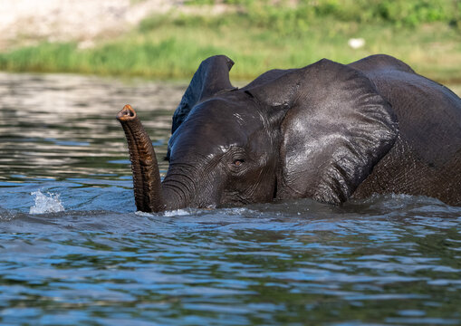 African elephant playing and drinking in the Chobe River in Chobe National Park