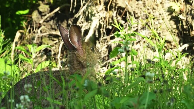 Wild hare feeding on grass and small flowers in soft forest light, shown in profile.