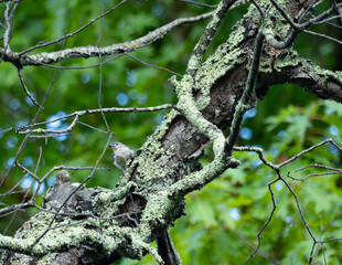 a tufted titmouse on a branch with a seed © E.E.Tremper