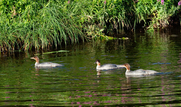 three mergansers swimming down river